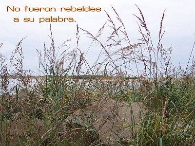 [No fueron rebeldes a su palabra (Salmo 105.28)]