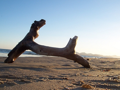 Beach driftwood at Cochorit Beach