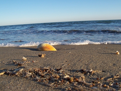 Shell at Cochorit Beach