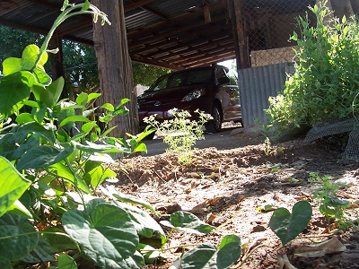 Plants in Margy's back yard