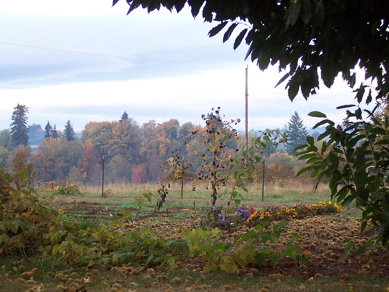 view across our garden