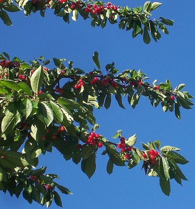 Branches in one of our cherry trees