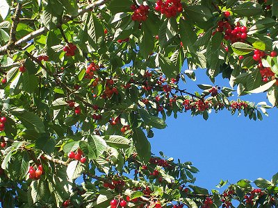 More cherries in one of our trees