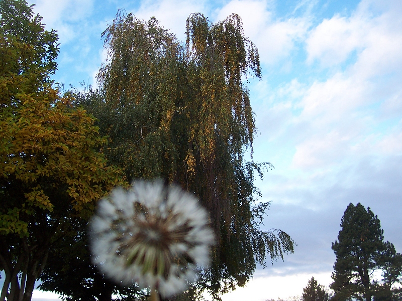 out-of-focus dandelion puff