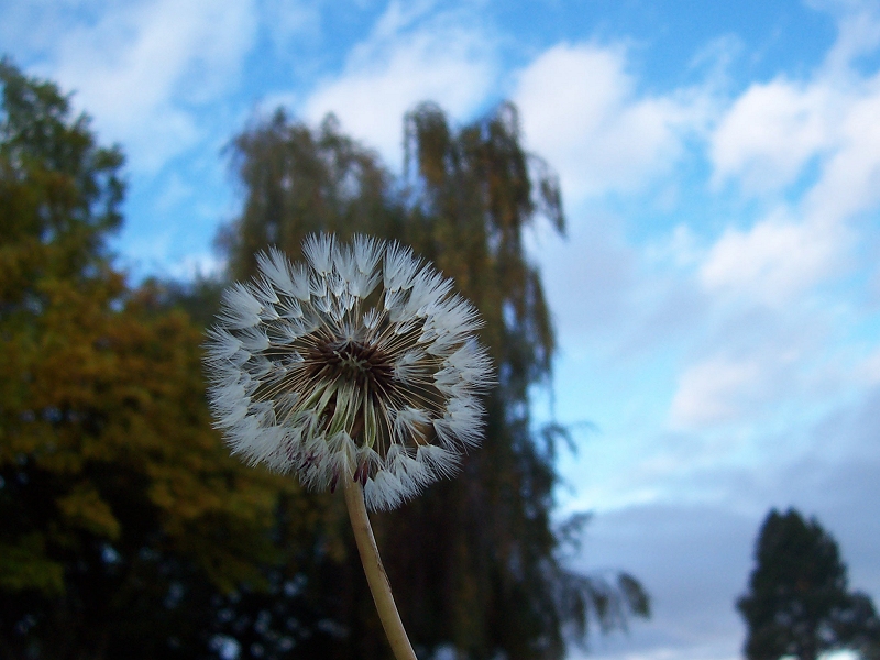 Dandelion fluff in focus