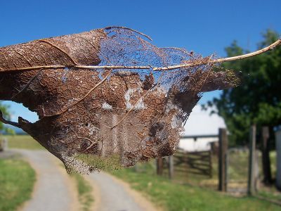 [dead leaf]