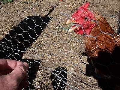 Hand-feeding our exiled hen