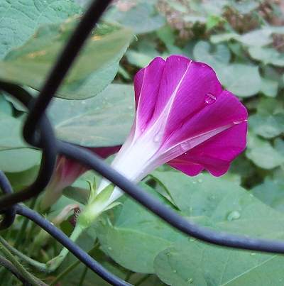 [Pretty flower; neat water droplets]