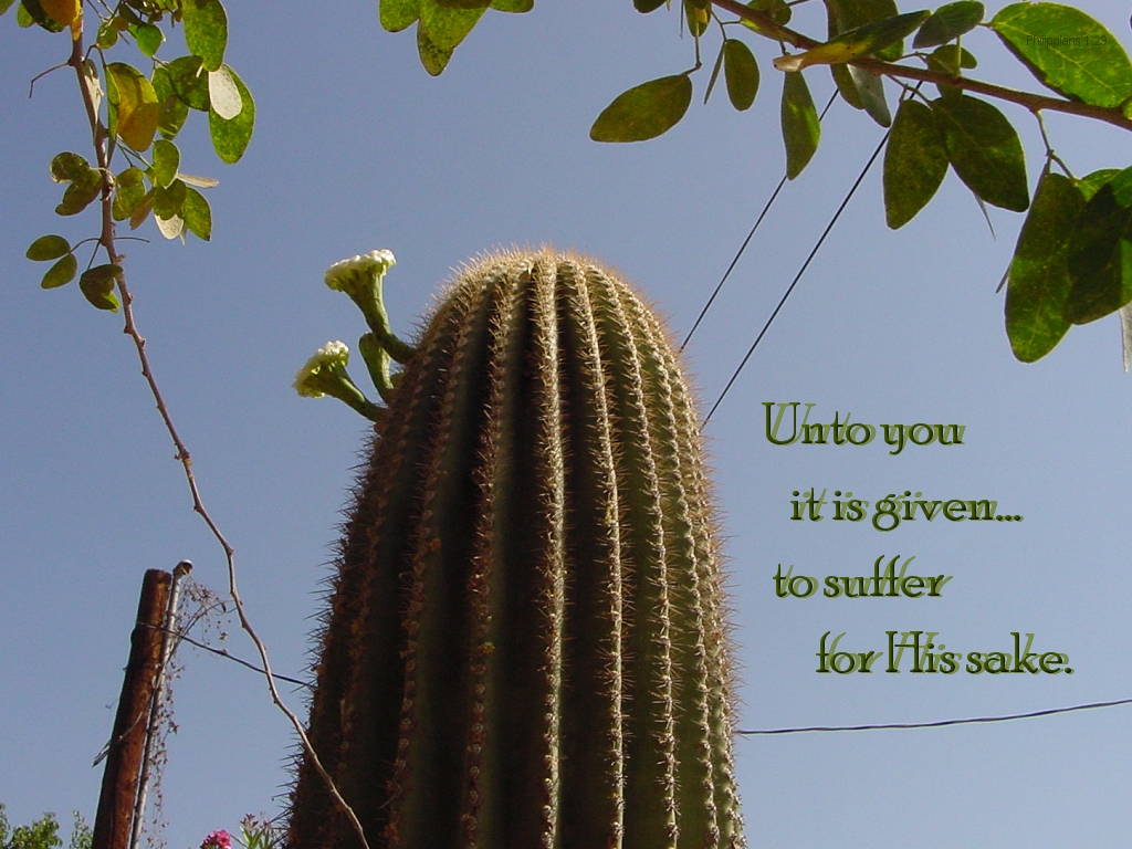 Unto you it is given...to suffer for his sake (Philippians 1:29)