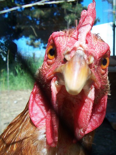 Hen portrait