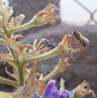 [Honey bee hard at work]