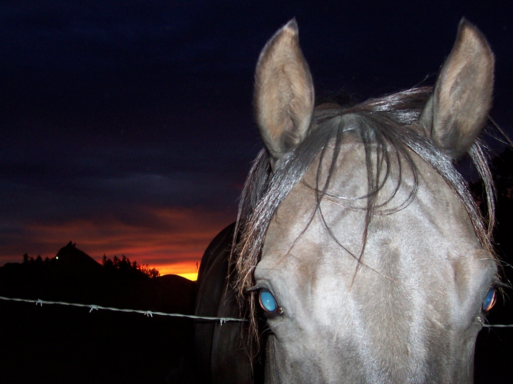 Sorry, horse. I forgot to turn off the flash!