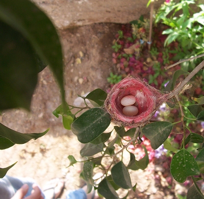 [So, so tiny hummingbird nest and eggs!]