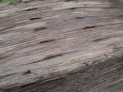 Two-tone little ant on a handrail