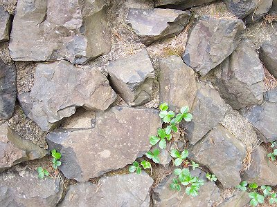 Little leaves among the rocks