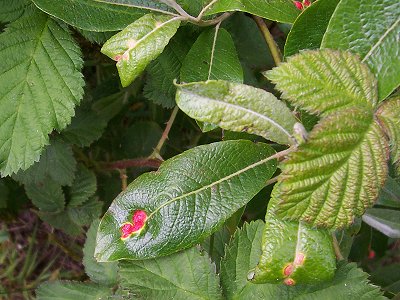 What are these little red 