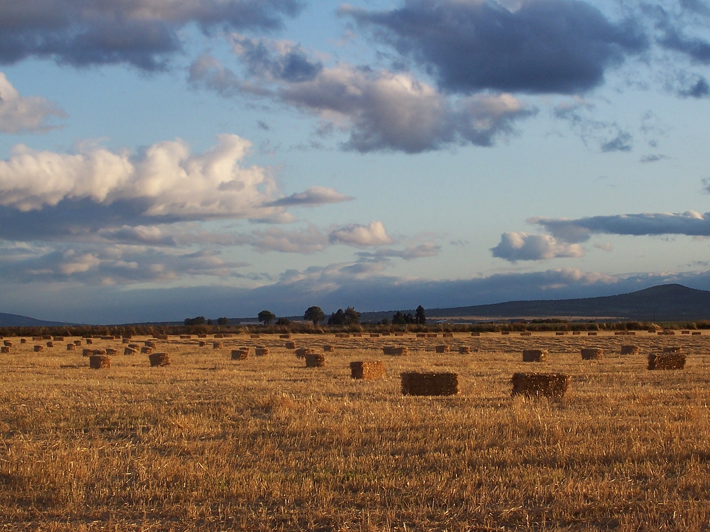 Luke's bales at sunset