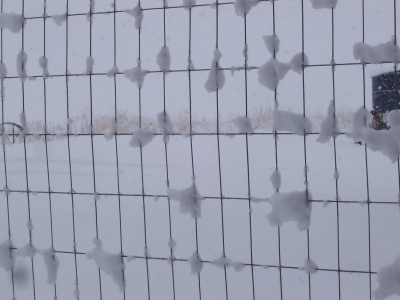 Madras Snow on Fence