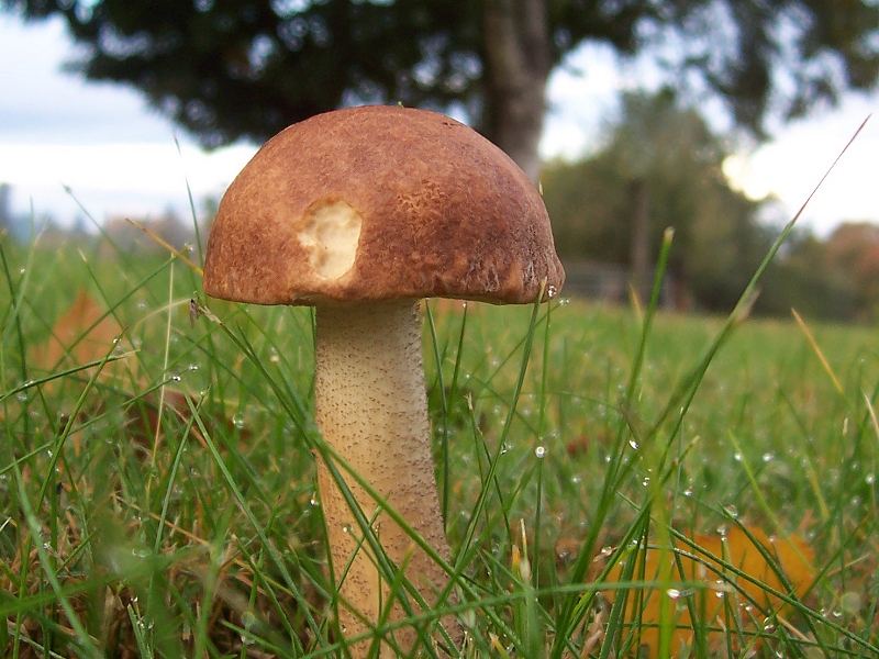 Slug-nibbled mushroom