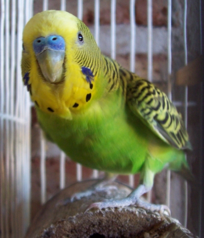 [Paquito, Margaret Miller's parakeet]