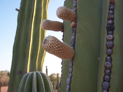 [Saguaro and 'buds']