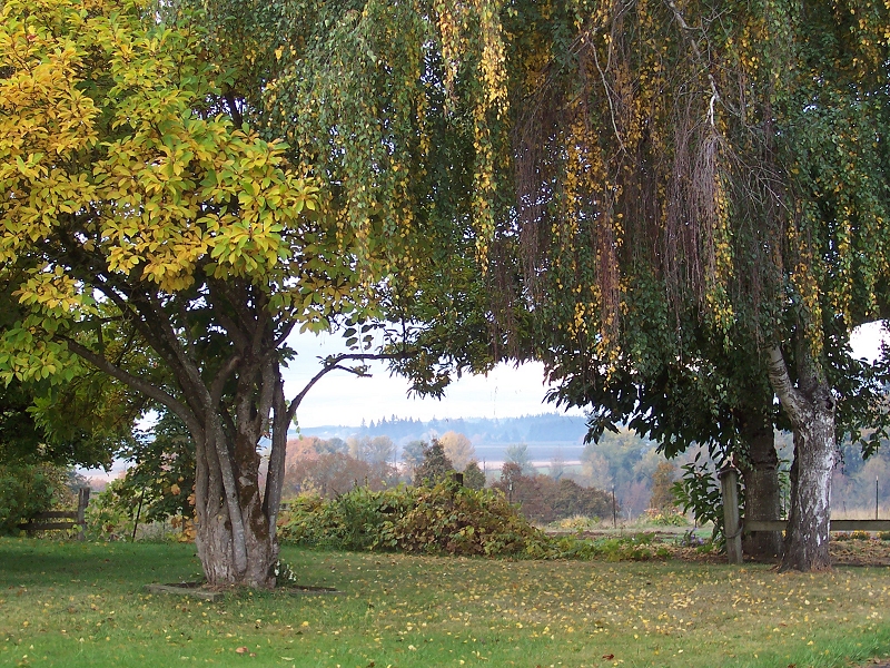 looking toward Mt. Angel