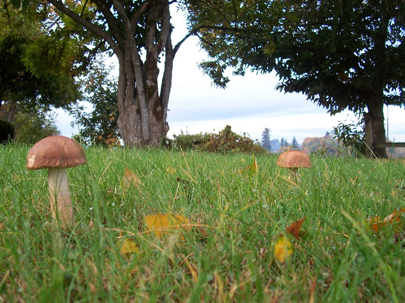 two mushrooms in our front yard